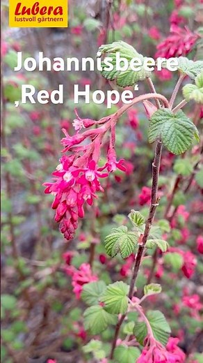 Red Hope flowering currant: Deep red blossoms, easy care