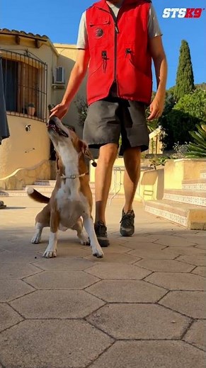 Freestyle Obedience Routine with #beagle from #stsk9 MVP Student