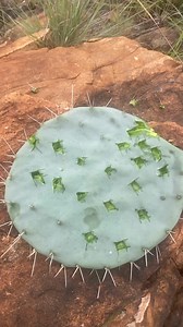 Umdolofiya | The journey of awakening