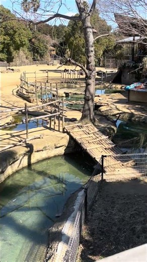 Explore Endangered Species and Wildlife Profiles Worldwide / FAMOUS TOURIST SPOT IN JAPAN #geography