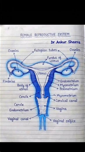 Female Reproductive System: Easy Diagram & Explanation | Dr. Ankur Sharma