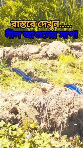 Highland Ghost Python | Simalia boeleni কি সত্যিই পৃথিবীর রহস্যময়তম সাপ? 🐍🌫️