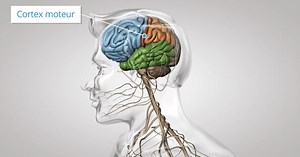 La commande du mouvement