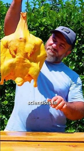 Cloned Chicken Meat: A Breakthrough in Genetic Replication