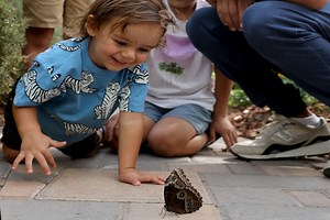 Butterfly habitat exhibit returning to Springs Preserve in Las Vegas