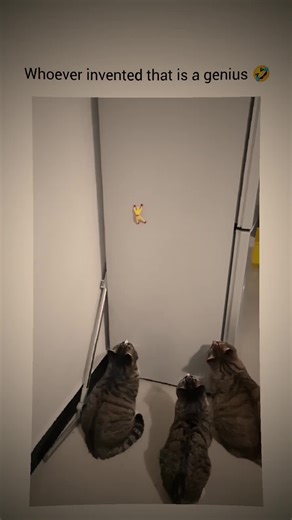 Vertical slit pupils provide cats with superior depth perception for hunting Here's why. The asymmetric shape creates different depths of field in vertical and horizontal planes, enhancing distance judgment CatCog | @cat.cognition #catcog #catfacts #catsoftiktok #catsenses #catscience