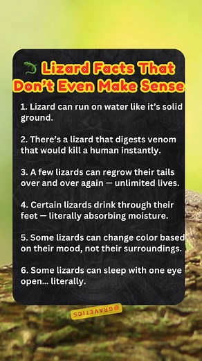 🦎 Lizards are some of the most mysterious and misunderstood creatures on the planet.. #LizardFacts #Reptiles #AnimalFacts #WeirdNature #highlightseveryone #wildlife #fypシ | Gravetics