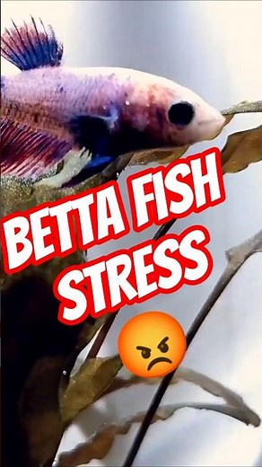 Why Your New Betta Fish Isn't Eating! 🛑