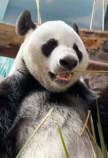 Panda enjoys eating bamboos 😋🐼#panda #pandas #pandasoftiktok #mukbang #asmr