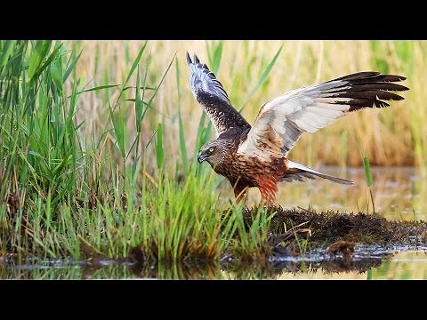 Birds of prey. Marsh Harrier