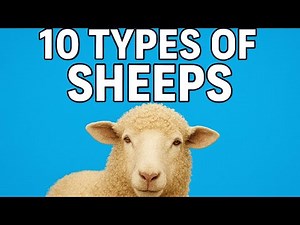 10 types of sheep