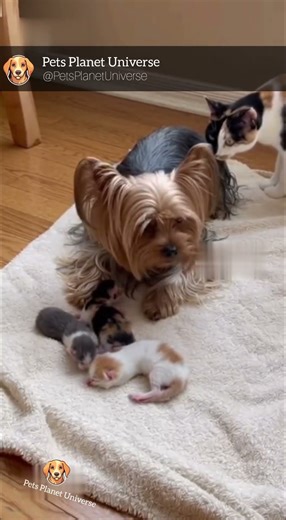Mother Cat Protects Her Newborn Kittens from Curious Yorkshire Terrier