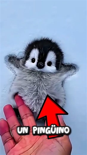 This is why you should never touch a penguin.