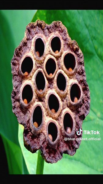 Phobia Test - Overcoming Fear of Trypophobia