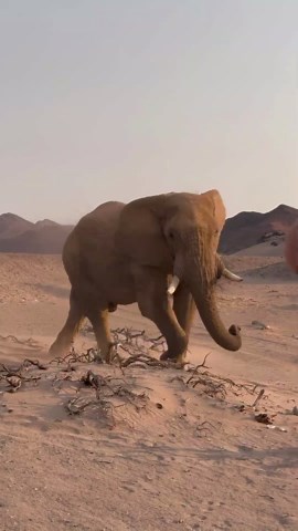 Namibia’s Wild Side—Discover Untamed Landscapes!