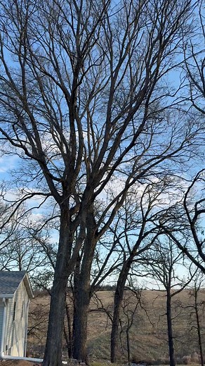 1st job today was removing these 2 hackberry’s. #MorbarkChippers #treeservice #treeremoval #ditchwitchminiskid | Neer Perfection Tree Service