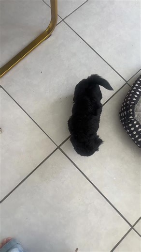 Tanel Muñoz 🐍 (@tanel_07.leo.p)’s videos with sonido original - Maxgolden🐶♥️