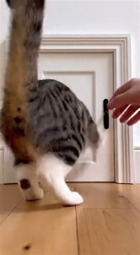 A tiny room made just for cat 😂 Watch this cozy kitty hideaway #cat #cats #cutecats