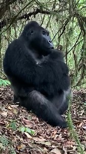 RDCongo : le dos argenté Bonané, stressé par une interaction avec un mâle solitaire sur son territoire, manifeste bruyamment son irritation. Il est fréquent qu’un mâle cherche à s’approprier les femelles d’un concurrent. Dans la nature, tous les coups sont permis. 🎥 : Isabelle Marie / PNKB | L'Association Gorilla