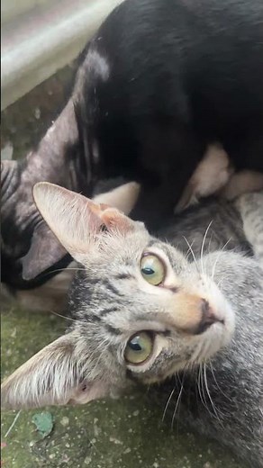 How to feed Stray cat?help! #cat #kitten #cats #kittenrescue #animals