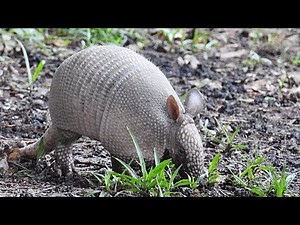 Tatou - Armadillo