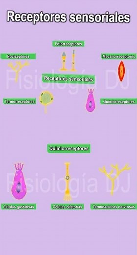 Receptores sensoriales del sistema nervioso | Quimiorreceptores
