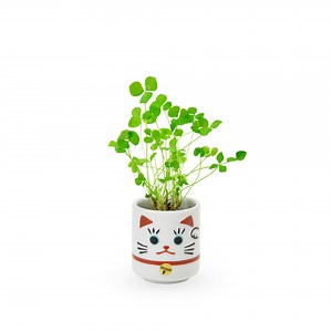 Lucky Mini Planter Kit - Cat / Clover