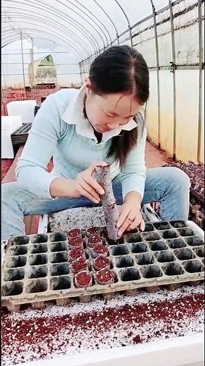 Fastest Way To Propagate Black Raspberry #farmingtech
