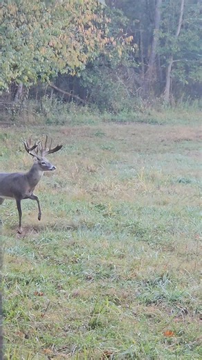 #dominantbuckoutfitters #2025Season #deerhunting #guidedhunt #trophybuck #deerhunter #monsterbucks #bucketlist | Dominant Buck Outfitters LLC