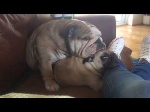 Bulldog Sleeps on Pug