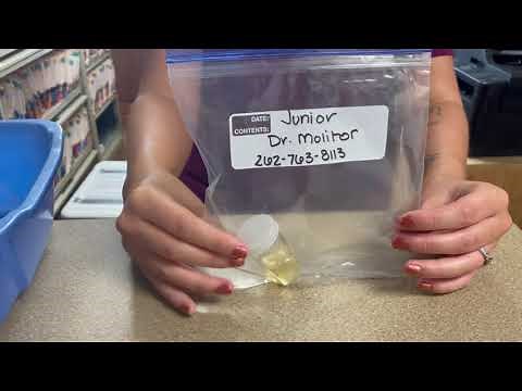 How To Collect A Urine Sample - Cats