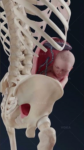 Pourquoi est-il crucial de reconnaître une présentation du siège décomplété ? Obstétrique en 3D