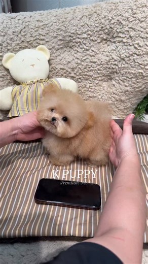 1K views · 128 reactions | 笠Smallest Very Rare creamy girl “Hash Browns”笠 | Korea teacup puppy | Facebook