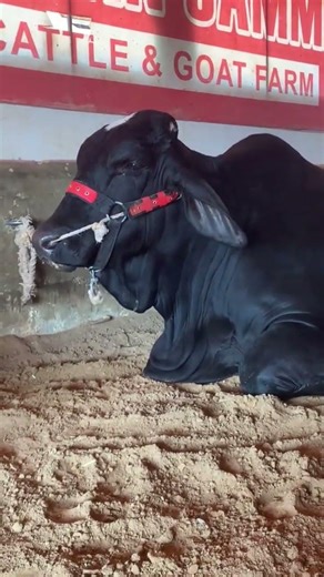 Bakra ladii Bado Badi 😂 | Kamran cattle farm latest update #cow #bull #cattlemarket