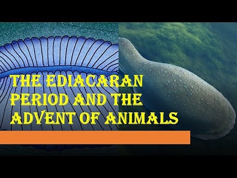 The Ediacaran Period and The First Animals