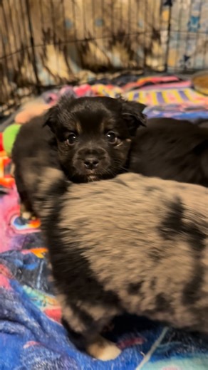 Clancy Turner-Stanley on Instagram: "Last 2 pups in Journeys litter looking are Bliss and Mojo Jojo. They are 6 weeks old and can fly the coop in 2 weeks. Message me for more info. #stanleyville_farm_mini_aussies #toyaussieswithtails #miniaussieswithtails #miniaussie #fyp"