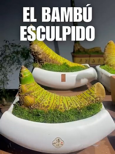 Por qué intentan impedir que este bambú crezca
