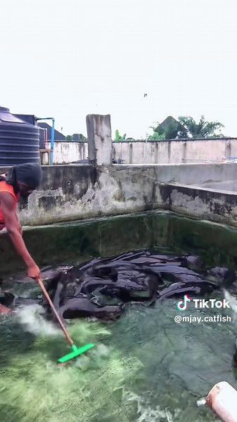 Catfish Farming Insights: Washing the Pond EP2