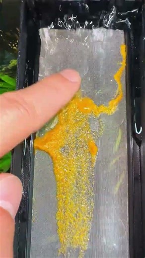 The smart fish tank filter screen is incredibly effective! #fishcare #aquascapelowtech #fishkeeping