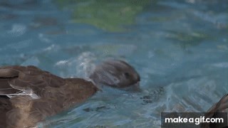 "Like Water off a Duck's Back" on Make a GIF