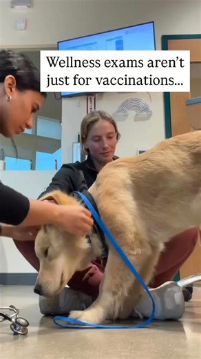 Keep your pet at their best with Wellness Weekdays at Sploot! 🐾 🐱🐶 Come in on Tuesday, Wednesday, or Thursday and get a full health exam 50% off select blood panels. ✅ Get primary, urgent, and emergency care—all in one place. ✅ From a hand-picked team of skilled and FearFree-certified vets. ✅ Open every day, 8 AM - 8 PM, including weekends and holidays. ✅ Text with vets, self-book visits, and access records anytime in our app. | Sploot Veterinary Care