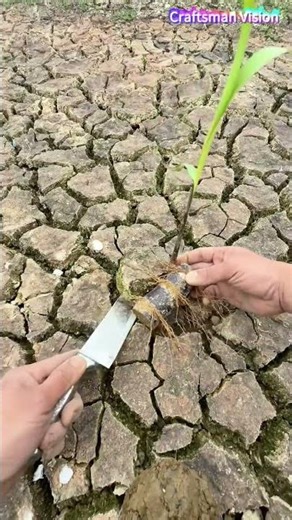 Black sugarcane cultivation techniques in cracked arid fields