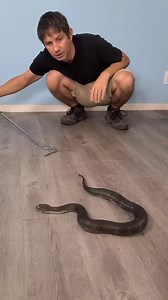 Death Adder Venomous | Wild Charles