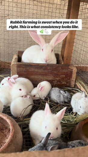 Effective Rabbit Farming Techniques for Success