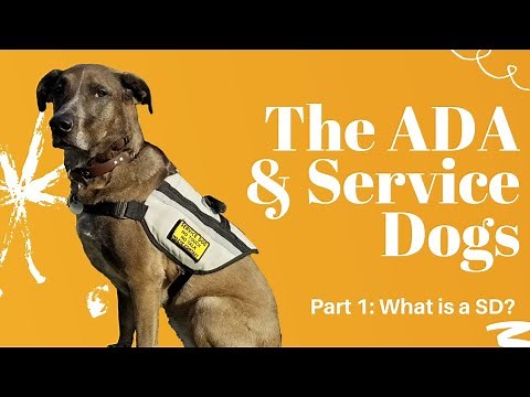 What is a Service Dog? | Answering ADA Questions Part 1