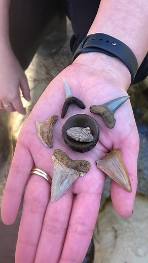Still my favorite fossil hunt with my wife 2022! We call this spot the honey hole! #charlestonsc #hobby #funwithwife #fyp #fossilhunting