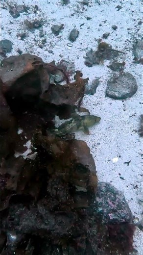 Sleepy atlantic cod comes home for dinner #fjord #norway #spearfishing #spearo #cod