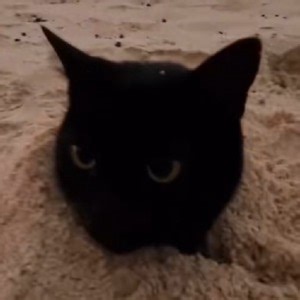finiko__ - Twitch