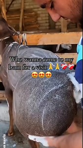 Barn Visit Invitation: Come See My Barn Today