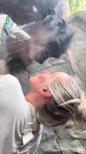Heartwarming Chimpanzee Love Story